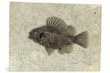 Superb Fossil Fish (Priscacara) - Wyoming #269745-1